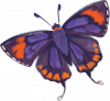 Animals_Purple-Sapphire-Butterfly